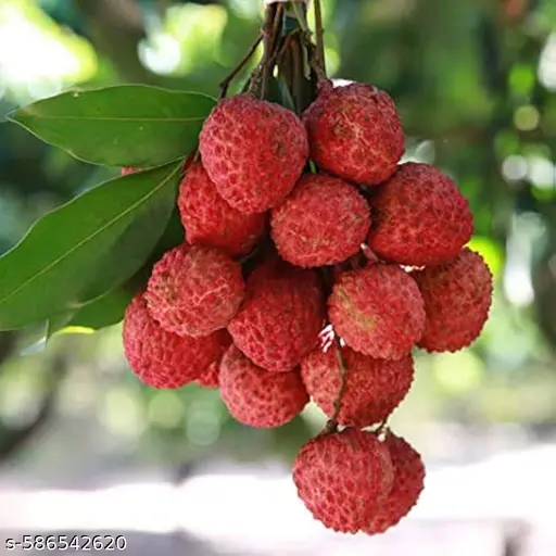 Litchi